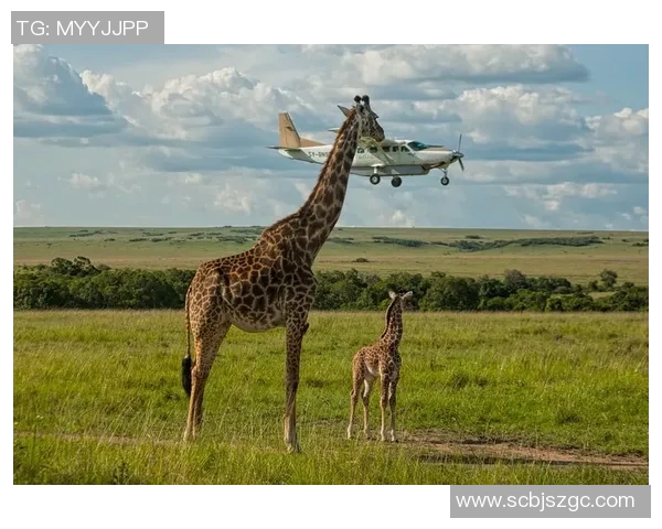 羊驼足球明星搞笑视频大集合让你捧腹大笑的奇趣瞬间